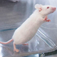 Image for article titled Lab Mouse Nervous For First Day Of New Job Getting Cancer